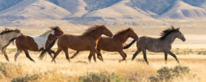 野生馬と共存するリノ!  about Virginia Range wild horses